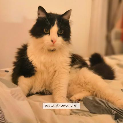 Foto 1/1 Kawa Chat perdido en Montpellier