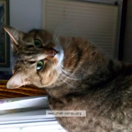 Foto 1/1 Mimi Chat perdido en Le vigan