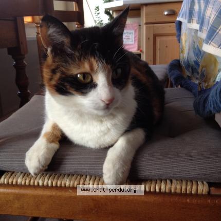 Foto 1/1 Galia Chat perdido en Boulogne la grasse