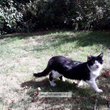 Foto 1/1 Lune Chat perdido en Herouville saint clair