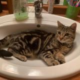 Foto del gato perdido en Savigny Le Temple