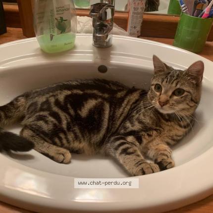 Foto 1/1 Orph&eacute;e Chat perdido en Savigny le temple