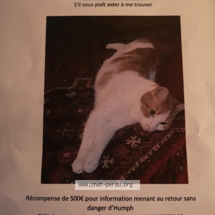 Foto 1/1 Humph Chat perdido en Saran orleans