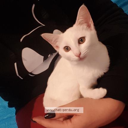 Foto 1/1 Shamallow Chat perdido en Toulon