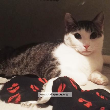 Foto 1/1 Mapucho Chat perdido en Nantes