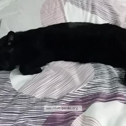 Foto 1/1 Tipex Chat perdido en Le mans