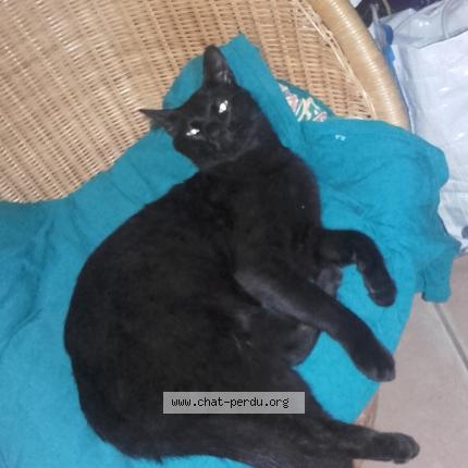 Foto 1/1 Gato encontrado Encontrado en Montpeyroux