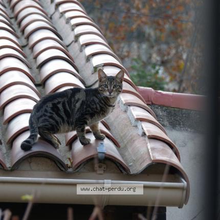 Foto 1/1 Koda Chat perdido en Allauch