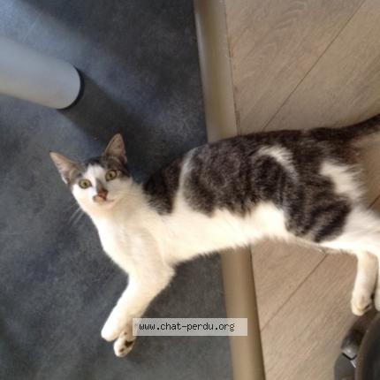 Foto 1/1 FLAUBERT Chat perdido en Saint congard