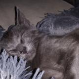 Foto del gato perdido en Breviandes