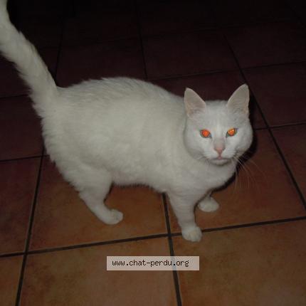 Foto 1/1 MINOU Chat perdido en Longuenesse