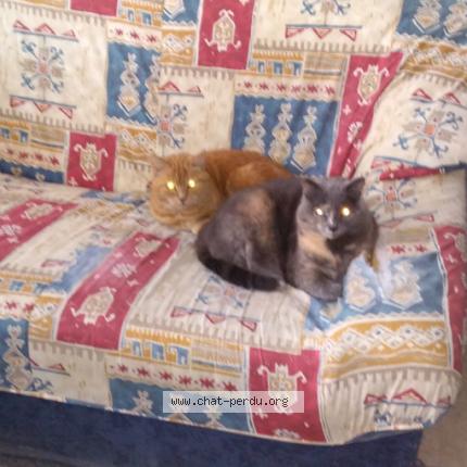 Foto 1/1 Canelle Chat perdido en Blois