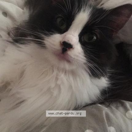 Foto 1/2 Pagaja Chat perdido en Paris