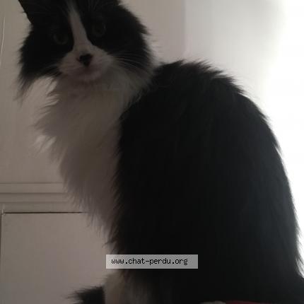 Foto 2/2 Pagaja Chat perdido en Paris