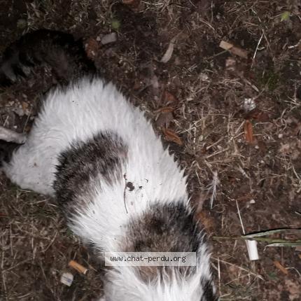 Foto 1/1 Gato encontrado Encontrado en Paris