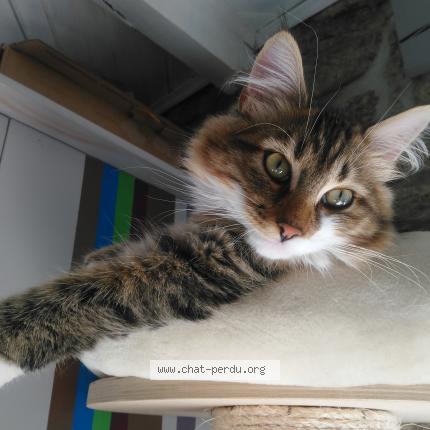 Foto 1/1 Kovu Chat perdido en Moreac