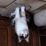 Foto del gato perdido en Aiguillon