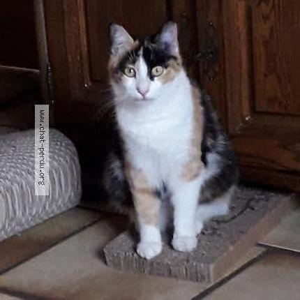 Foto 1/1 Lily Chat perdido en Aiguillon