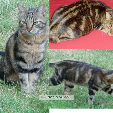 Foto 1/1 Toumai Chat perdido en Montanay