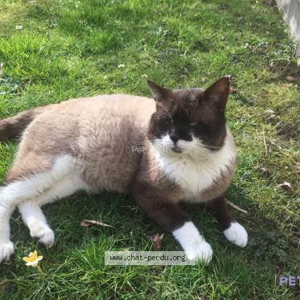 Foto 1/5 Haribo Chat perdido en Le havre