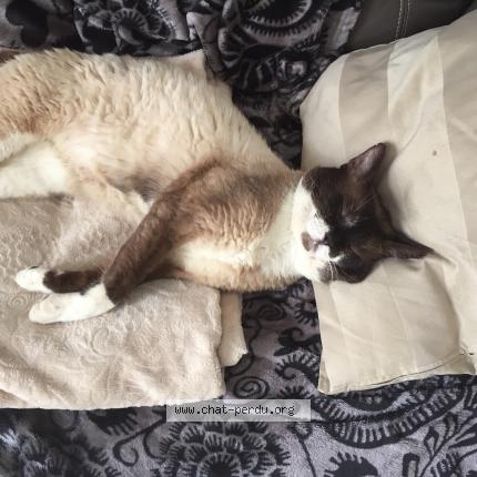 Foto 2/5 Haribo Chat perdido en Le havre