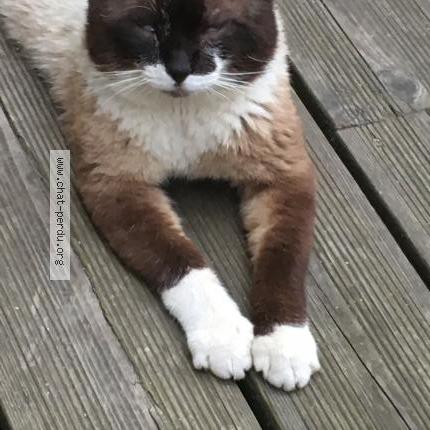 Foto 3/5 Haribo Chat perdido en Le havre