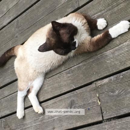 Foto 4/5 Haribo Chat perdido en Le havre