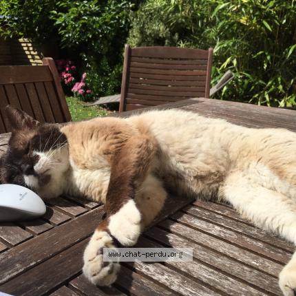 Foto 5/5 Haribo Chat perdido en Le havre