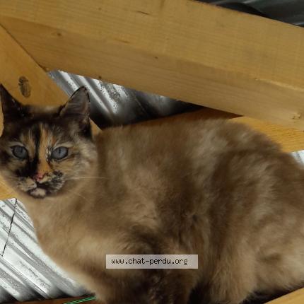 Foto 1/1 LUNE Chat perdido en Aillevillers et lyaumont