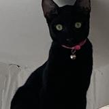 Foto del gato perdido en Dzaoudzi Labattoir