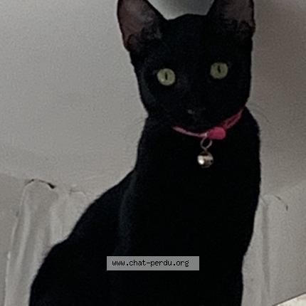 Foto 1/1 Oup&rsquo;s Chat perdido en Dzaoudzi labattoir