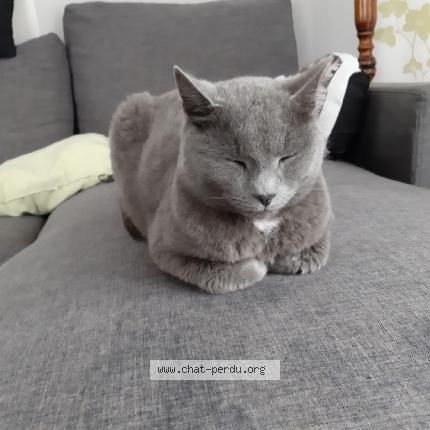 Foto 1/1 Gribouille Chat perdido en Laneuveville devant nancy