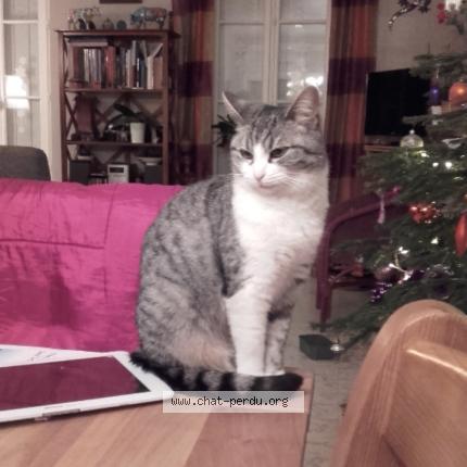 Foto 1/1 Tiny Chat perdido en Orleans