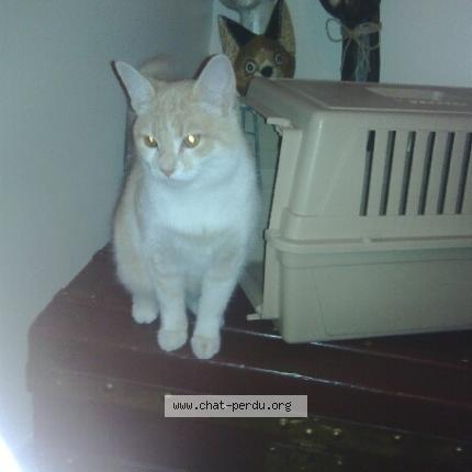 Foto 1/1 DEX Chat perdido en La teste de buch