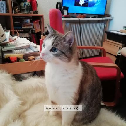 Foto 1/1 Cocaïne Chat perdido en Crosne