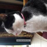 Foto del gato perdido en Port Grimaud