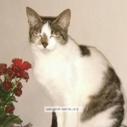 Foto 1/1 Minette Chat perdido en Villevallier