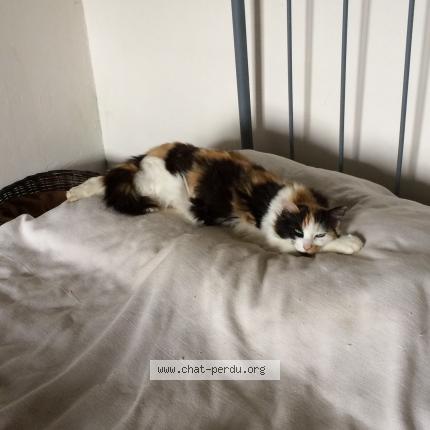 Foto 1/1 Kathleen Chat perdido en Hasparren