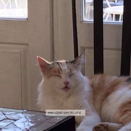 Foto 1/1 Patty Chat perdido en Hasparren