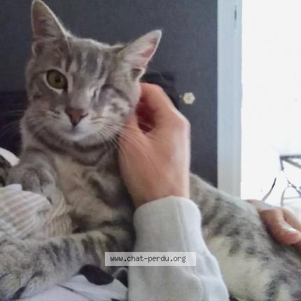 Foto 1/1 Jack Chat perdido en Meze