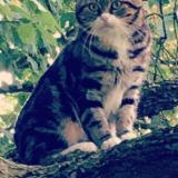 Foto del gato perdido en La Crau