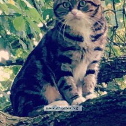 Foto 1/1 Zoro Chat perdido en La crau