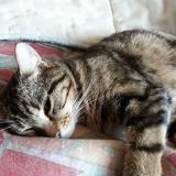 Foto del gato perdido en Saint Haon