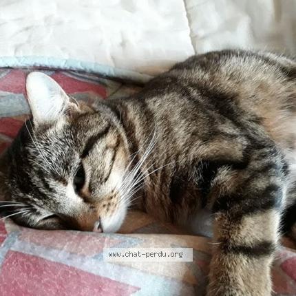 Foto 1/1 Nougat Chat perdido en Saint haon