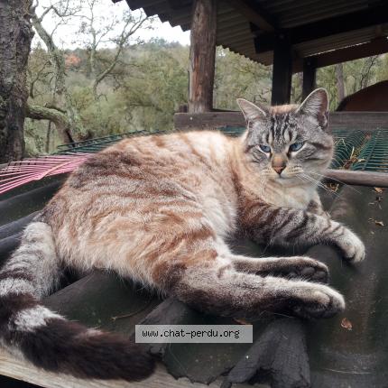 Foto 1/1 Oscar Chat perdido en Chasseneuil sur bonnieure