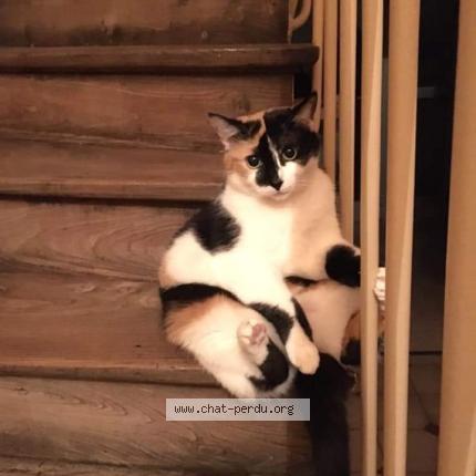 Foto 1/1 Choupinette Chat perdido en Arras