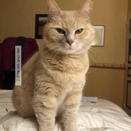 Foto 1/1 Chanel Chat perdido en Panazol