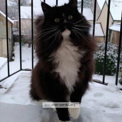 Foto 1/1 NYSSA Chat perdido en Dijon