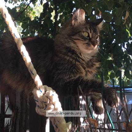 Foto 1/1 EVA Chat perdido en Toulouse