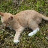 Foto del gato perdido en Rennes